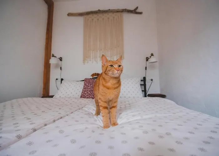 Apartma Cici